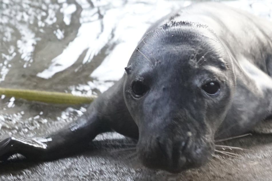 Hamburg: Erschöpftes Robbenbaby gefunden: Schwanenvater leistet Erste Hilfe