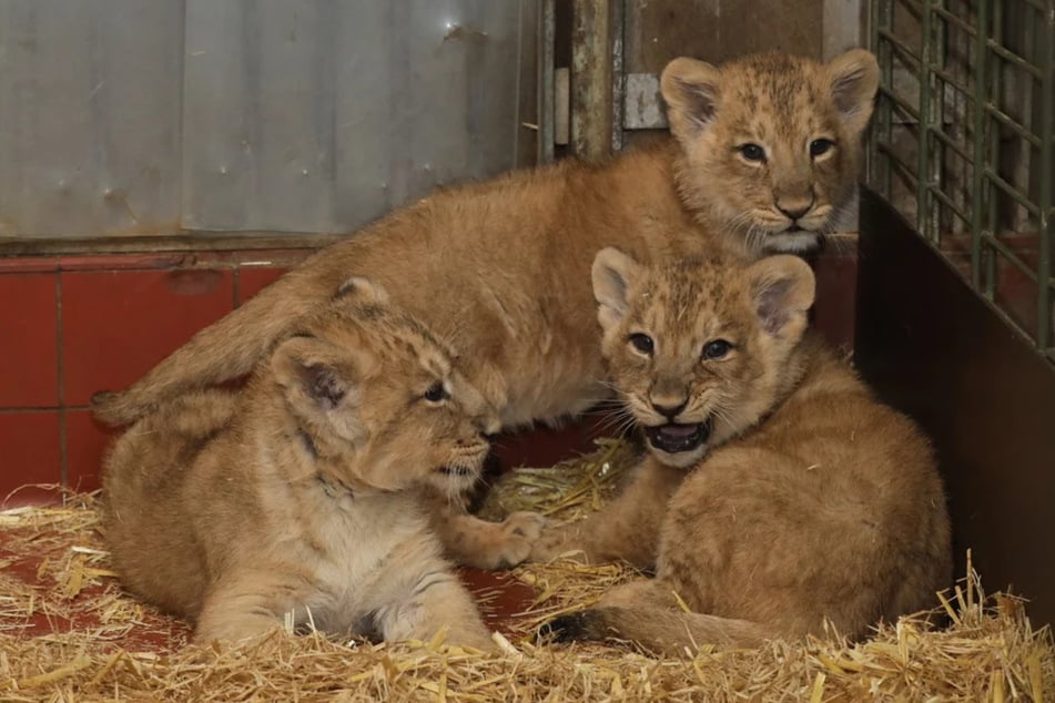 Die ersten Wochen verbrachten die kleinen Löwen noch gut geschützt in einer ehemaligen Tigerhöhle im Kölner Zoo, jetzt entdecken sie Schritt für Schritt ihre große Anlage.