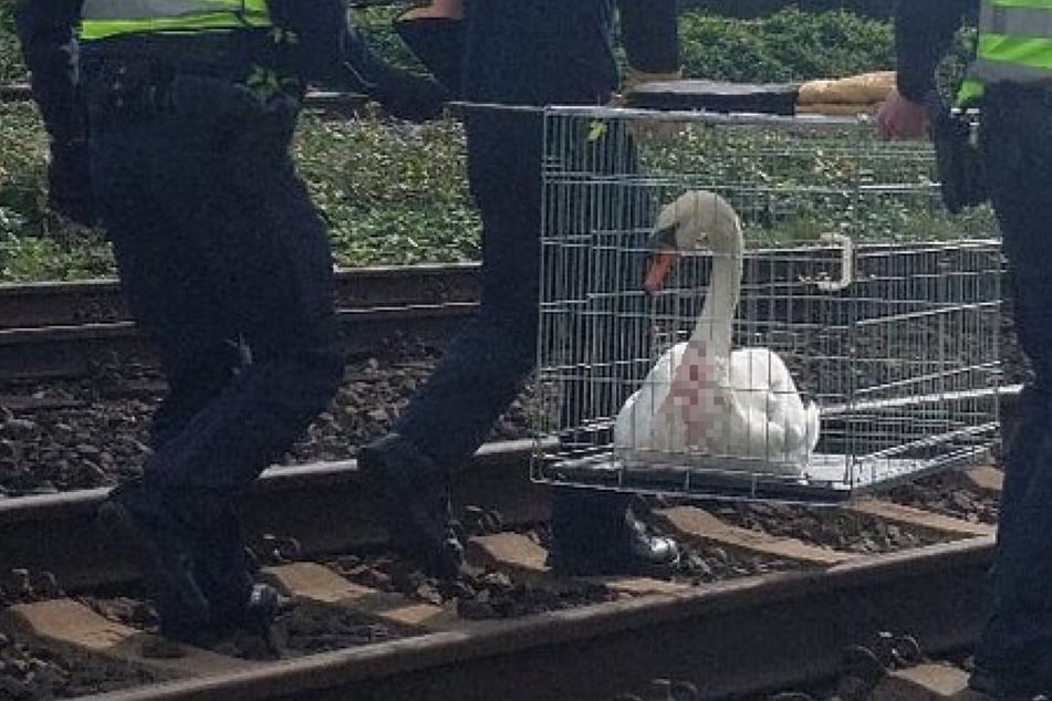 Blut am Schnabel: Verletzter Schwan legt S-Bahn-Verkehr in Hamburg lahm
