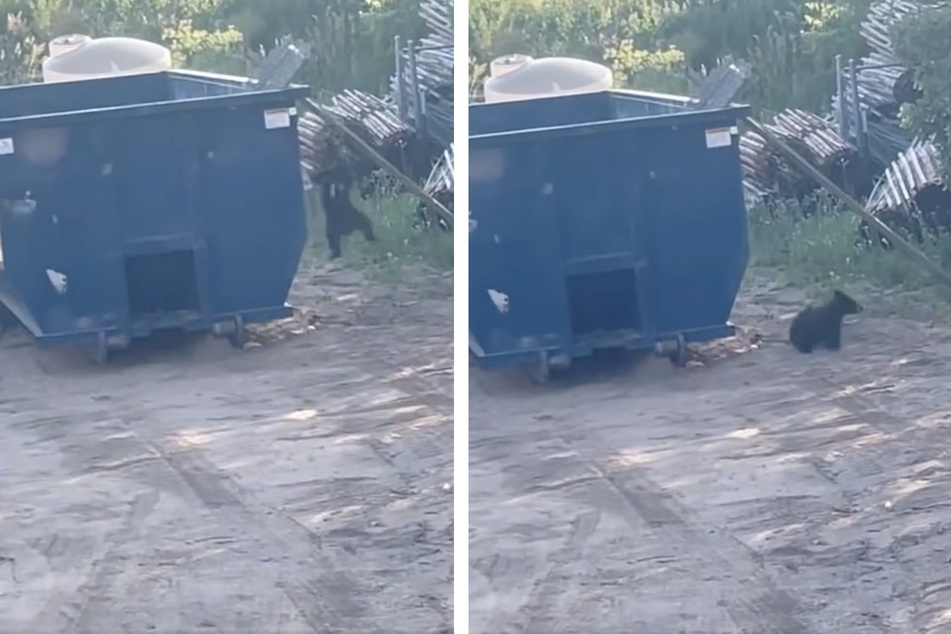 The bear cub climbed out of the dumpster using the ladders and sprinted away in search of its mother.