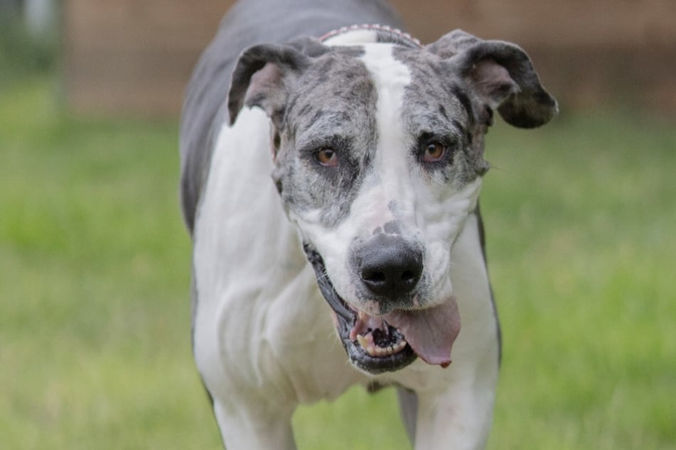 Die Doggen-Lady ist wegen eines Todesfalls im Heim gelandet.