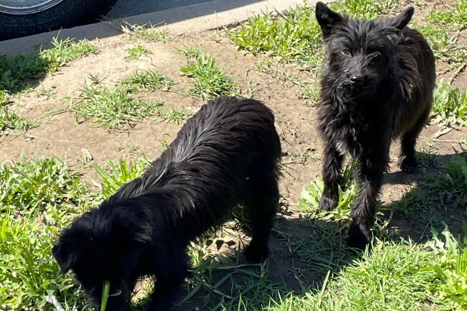 Wie Pech und Schwefel: Die beiden Hunde-Damen gibt es nur im Doppelpack.