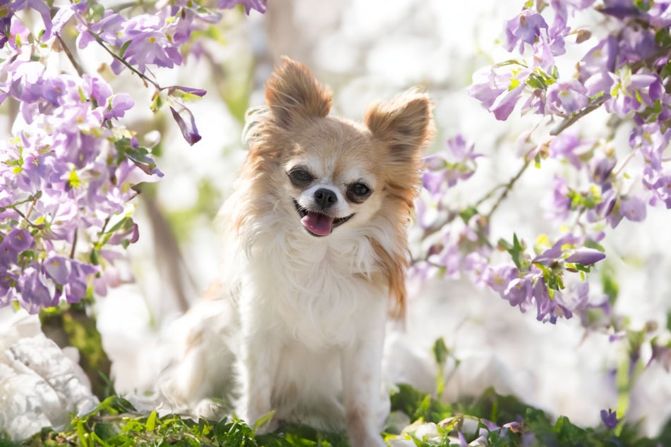 Die kleinsten Hunde der Welt sind oftmals Chihuahuas (Symbolbild).
