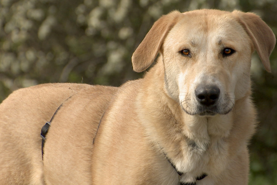 Labrador-Mischling musste zurück ins Tierheim: Findet Ausreißer Charline ihr Happy End?