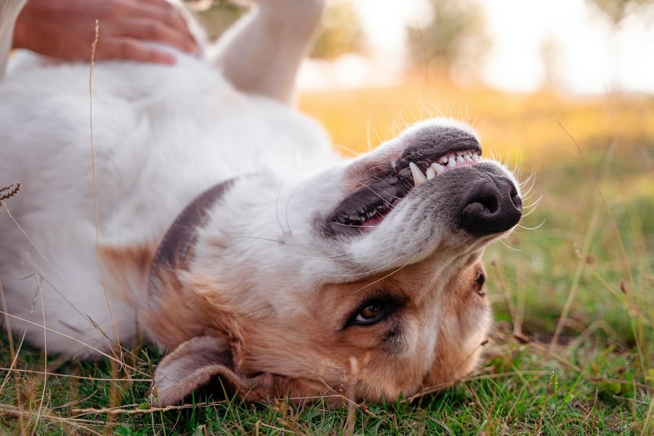 Wenn Hunde wirklich lachen, zeigen sie ihre Zähne und haben eine entspannte Haltung.