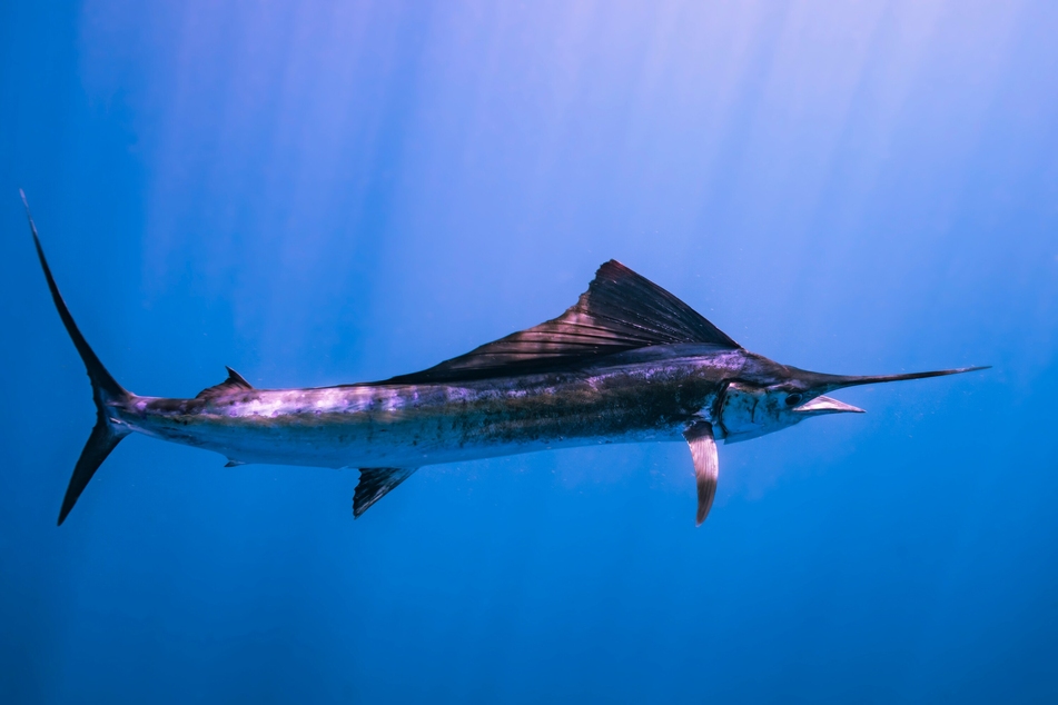 Could the sailfish actually be faster than the bluefin tuna?