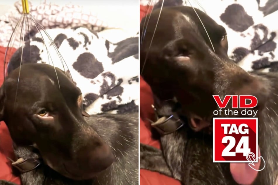 viral videos: Viral Video of the Day for December 24, 2024: Head massager makes dog insta-relaxed: "too good"