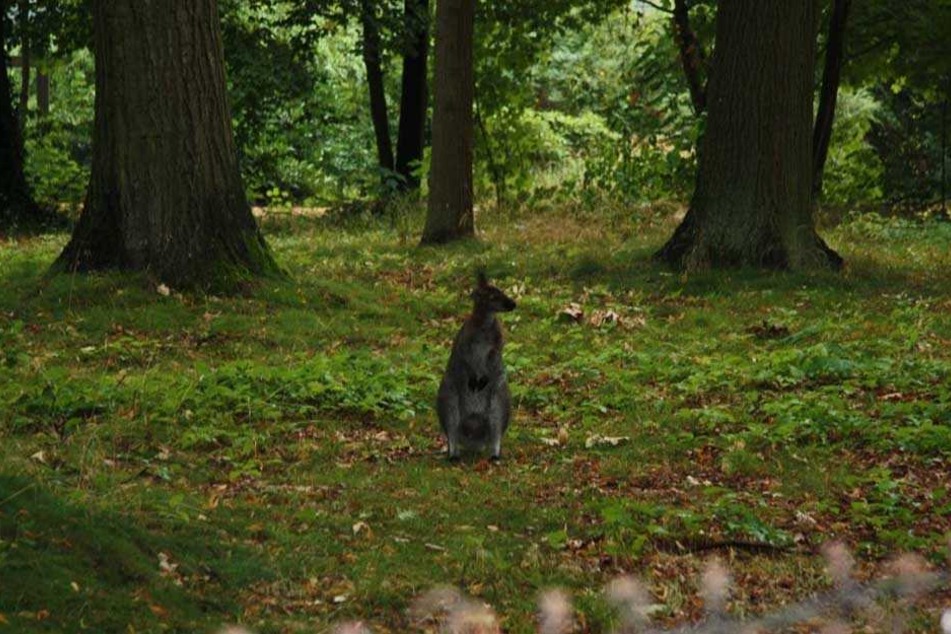 In einem Park bei Kollm ist ein herrenloses Känguru gesichtet worden.