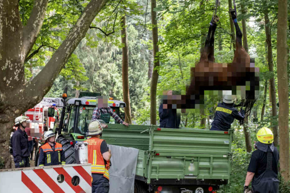 Mit einem speziellen Geschirr wurde das Pferd schließlich geborgen.