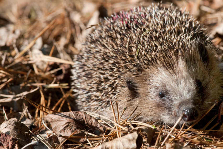 Zwischen 20 und 40 Prozent ihres Körpergewichts verlieren Igel während ihres Winterschlafs. (Symbolbild)