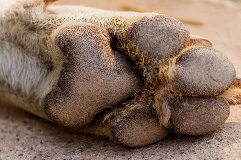 Warum der Hund alleine auf der Straße unterwegs war, ist nicht bekannt. (Symbolbild)