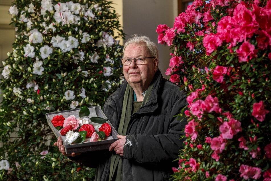 Schlossgärtner Matthias Riedel (66) serviert die schönsten Kamelienblüten im Landschloss Zuschendorf auf dem Tablett.