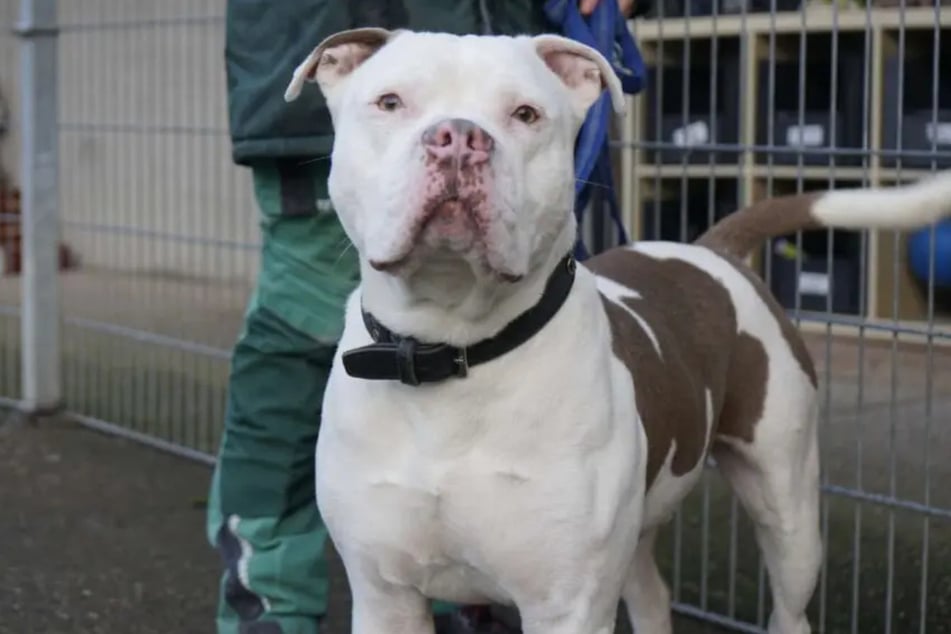 Bulldogen-Mix Bernie (2) lebt im Berliner Tierheim und hofft auf bessere Zeiten.