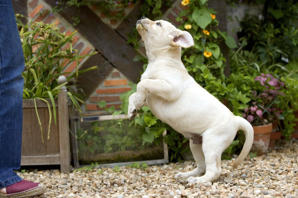 Puppies always seek proximity to their mother's snout and that behavior transfers to people too.