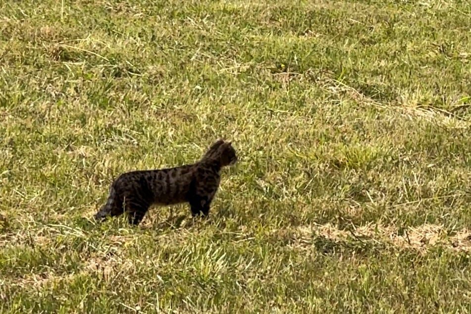 Miau statt rawr: Sorgte etwa nur eine große Katze für die Aufregung im Saalekreis? (Symbolbild)