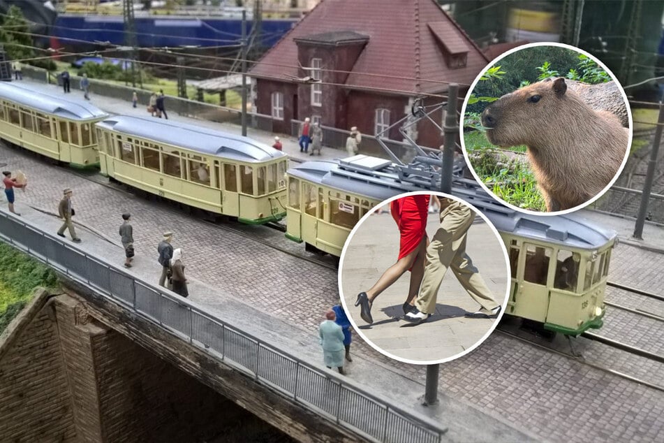 Diese Veranstaltungen für die ganze Familie bietet Magdeburg am Sonntag