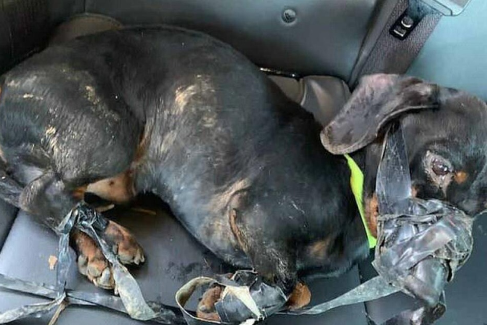In diesem Zustand fanden die Polizisten den Hund Jimmy.