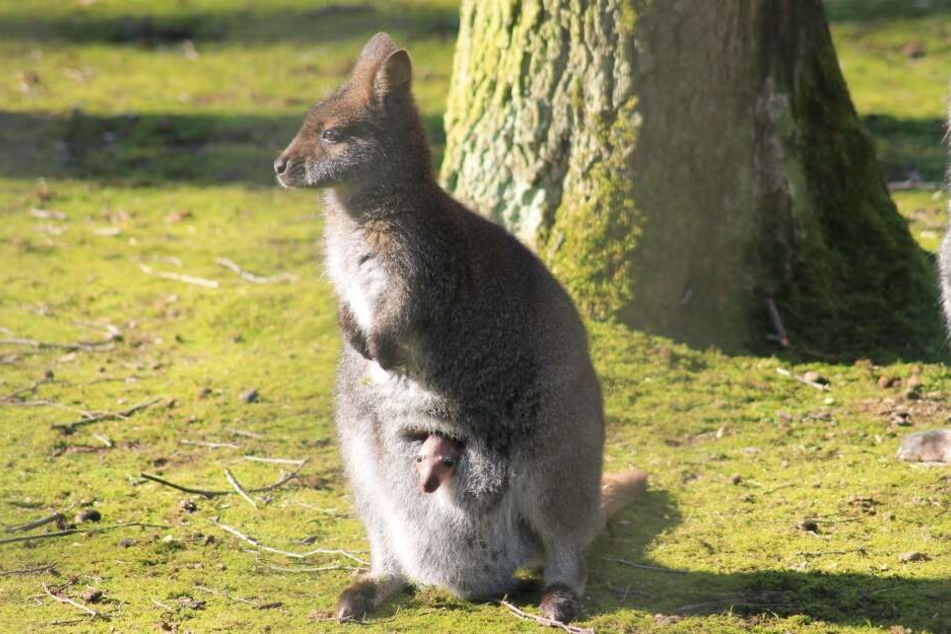 Bei den Bennettkängurus im Tierpark gibt es Nachwuchs.