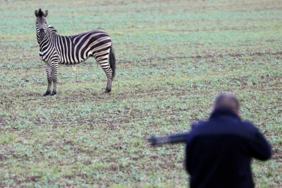 Das Zebra war aus einem Zirkus in Tessin ausgebrochen und hatte auf der Autobahn A20 einen Auffahrunfall verursacht.