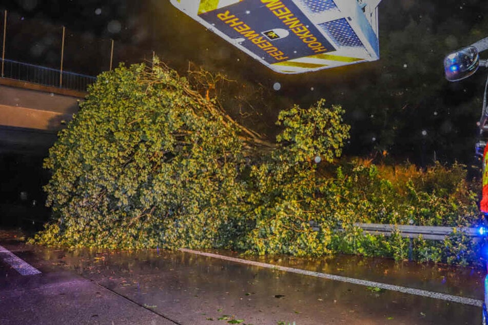 Der Baum stürzte auf die Fahrbahn.