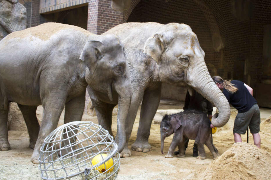Der "Minifant" im Leipziger Zoo wird von seinen Tanten aufgezogen. Doch was treibt eigentlich Mutter Hoa?