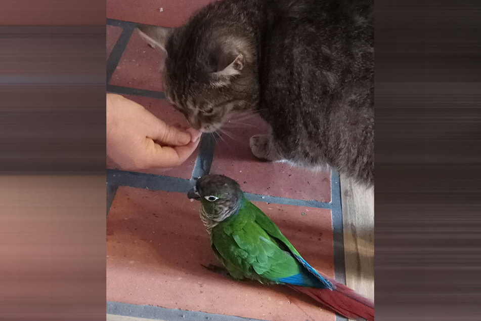 Erst vor ein paar tagen starb der Kater von Katarzyna Krzyskow. Auch mit ihm war Rico gut befreundet.