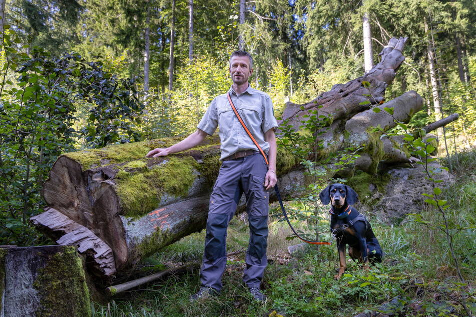 Clemens Weiser (41) leitet den Forstbezirk Eibenstock. Die gezielte Ernte von Saatgut ist nötig, um den Bestand der Weißtannen im Forst zu mehren.