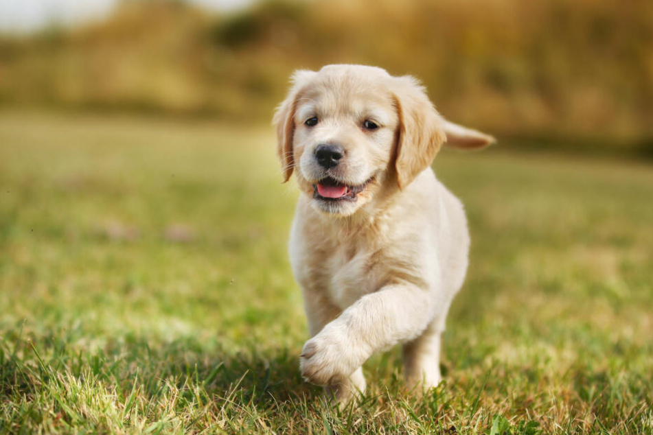 Der junge Golden Retriever hatte sich bei einem Sprung ein Hinterbein gebrochen (Symbolbild).