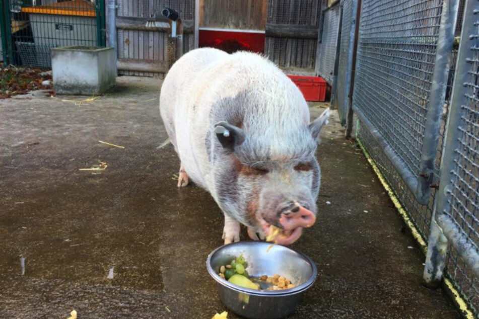 Hängebauchschwein Susi.