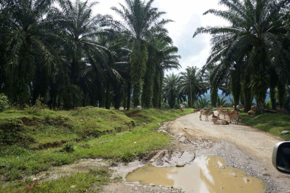 Stundenlang fährt man durch Palmöl-Plantagen auf Sumatra, Indonesien.