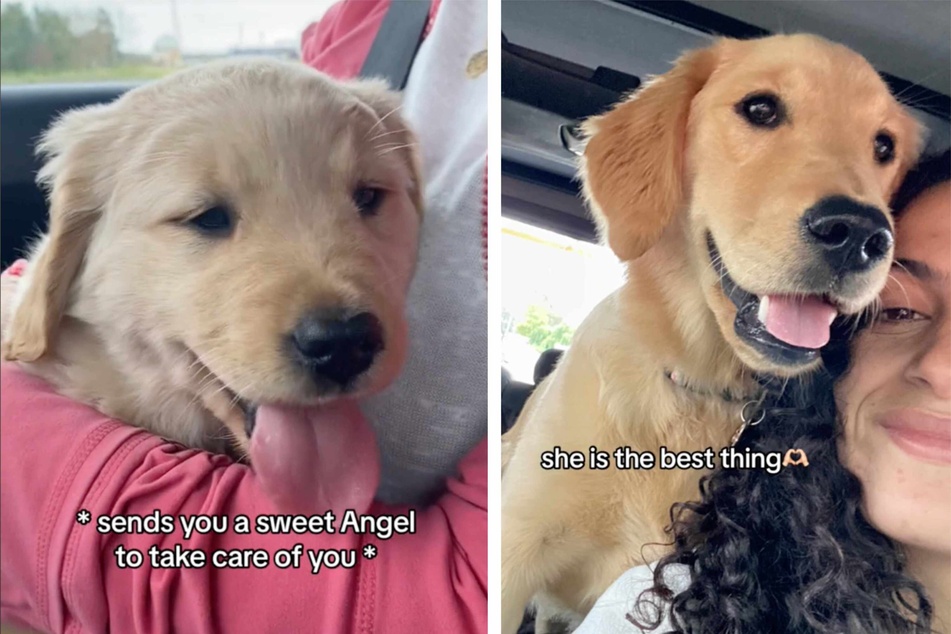 Juliet the golden retriever and her owner have a special bond, as their TikToks prove.