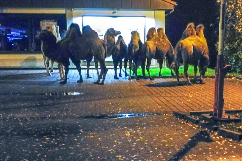 Die Kamele machten einen abendlichen Spaziergang. (Symbolbild)