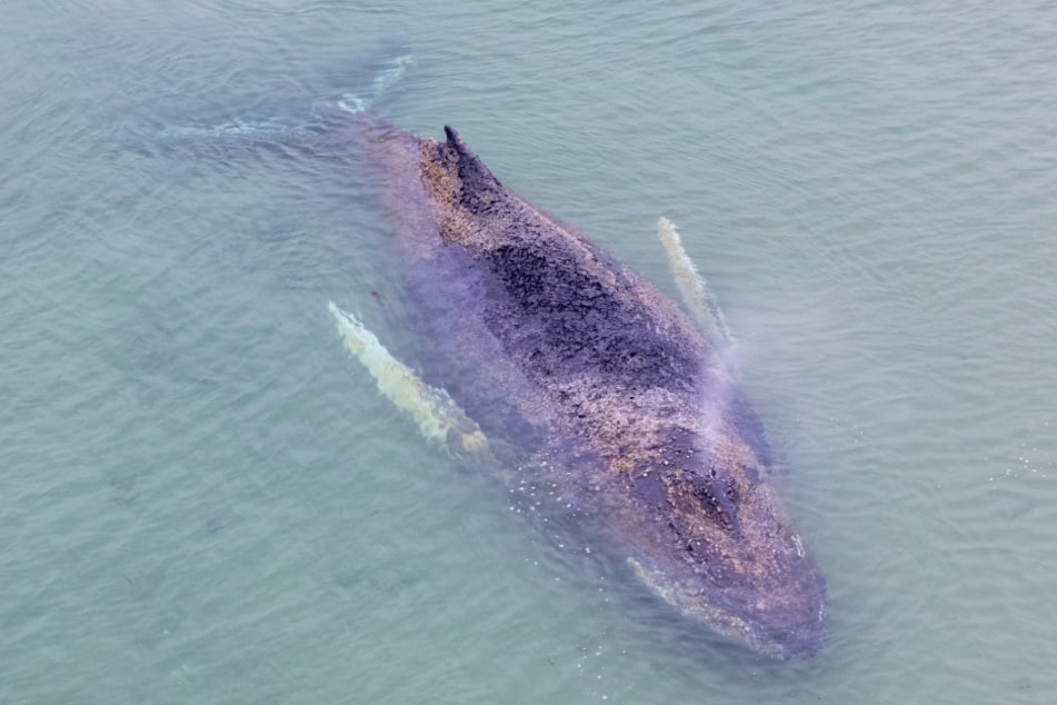 Der Zustand des gestrandeten Wals ist laut Dr. Stephanie Groß vom ITAW am Mittwoch unverändert.