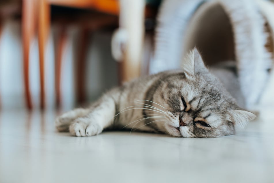 Hat man den Eindruck, dass die Katze krank ist, dann sollte man einen Tierarzt aufsuchen.