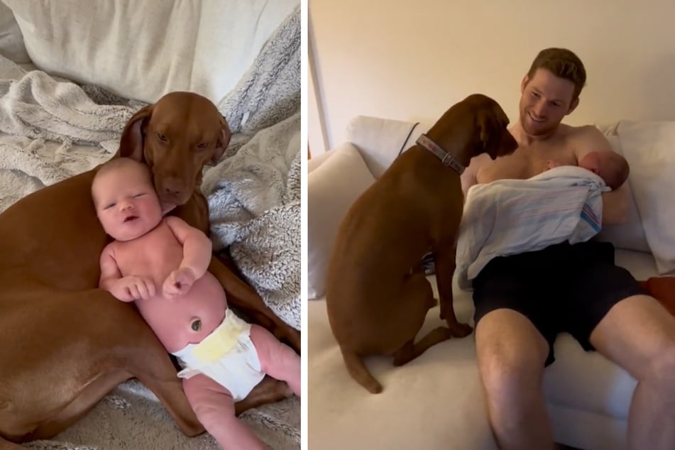 This dog is all about the new member of her family: a baby boy named Henry.