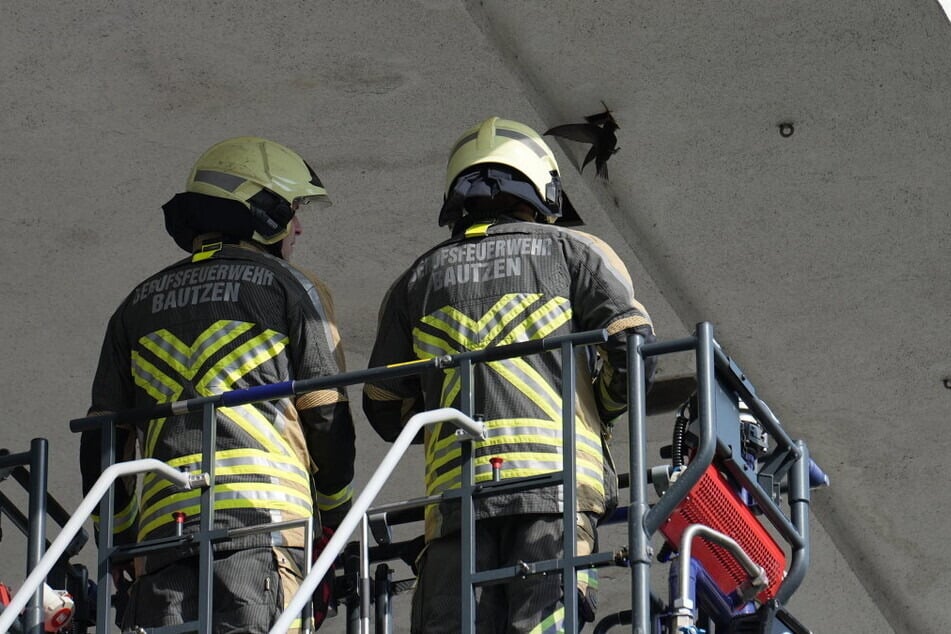 Die Schwalbe, die sich als Mauersegler entpuppte, konnte durch die Kameraden gerettet werden.