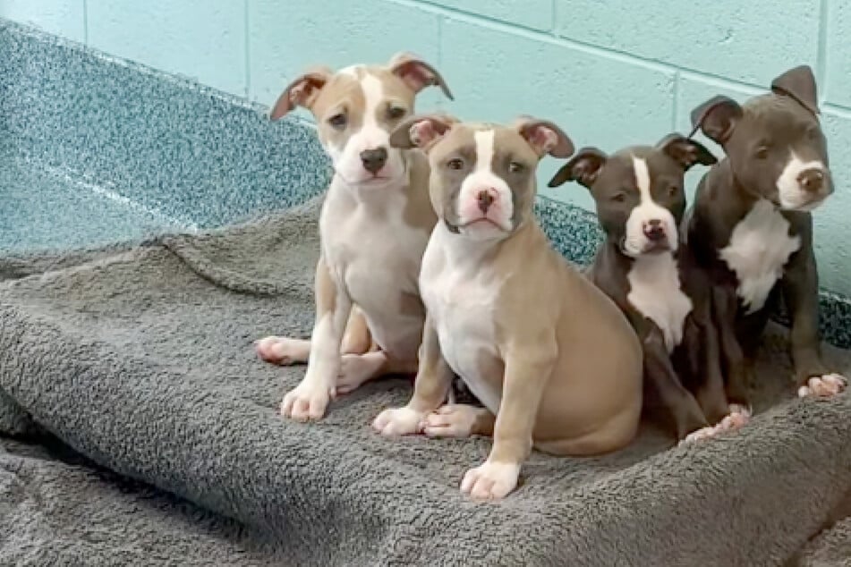 Pitbull-Welpen warten vergeblich auf Adoption: Was Tierheim dann macht, lässt Herzen schmelzen