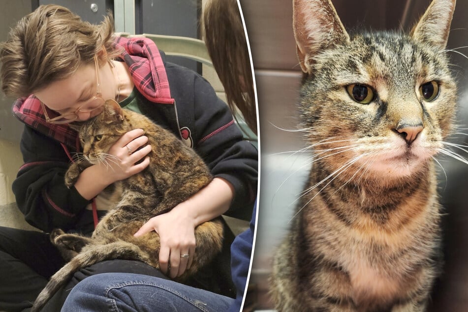 Was nach fast fünf Jahren mit der vermissten Katze Artemis passierte, lässt Tränen fließen