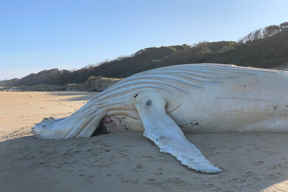 Last year, a white whale washed up dead, but it was not Migaloo.