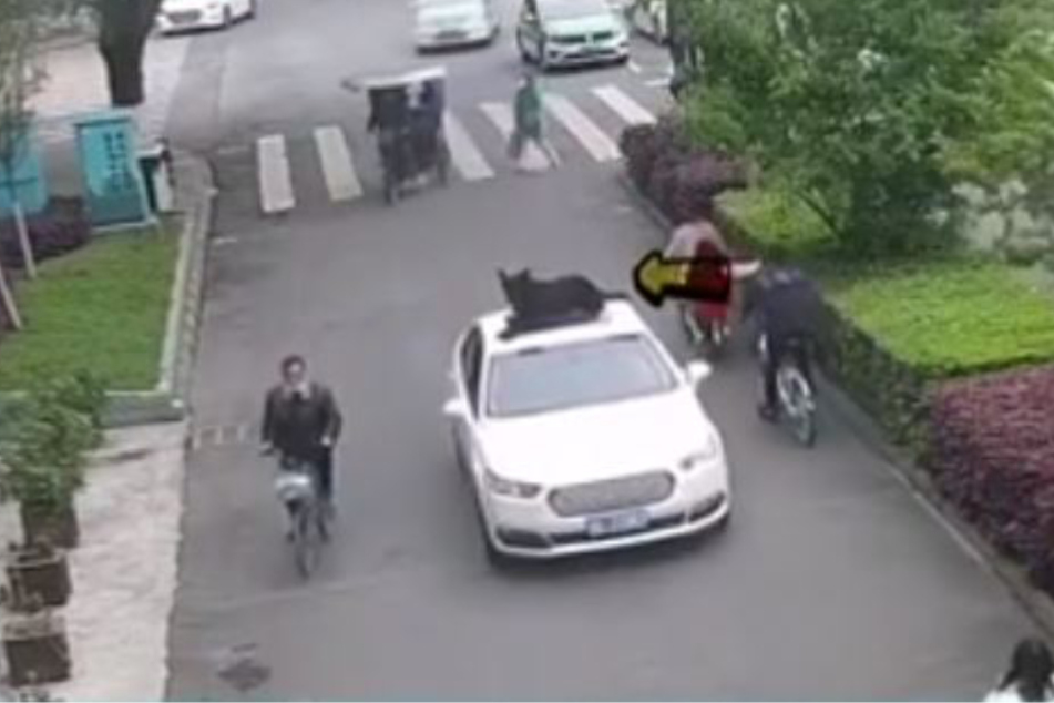 Der Hund zeigte Mut, blieb auf dem Dach sitzen.