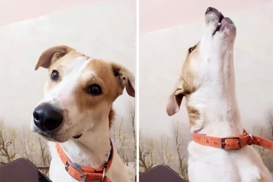 Guddu howls as his owner speaks to him via speakerphone.