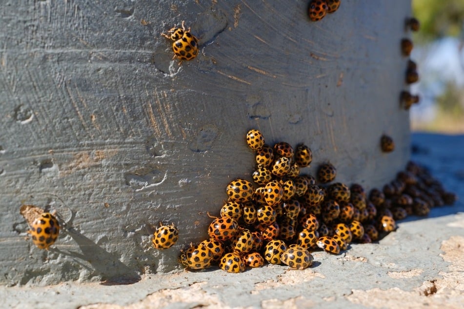 Wenn sich viele Marienkäfer sammeln und in die Wohnung kommen, können die Nützlinge schnell zur Plage werden.