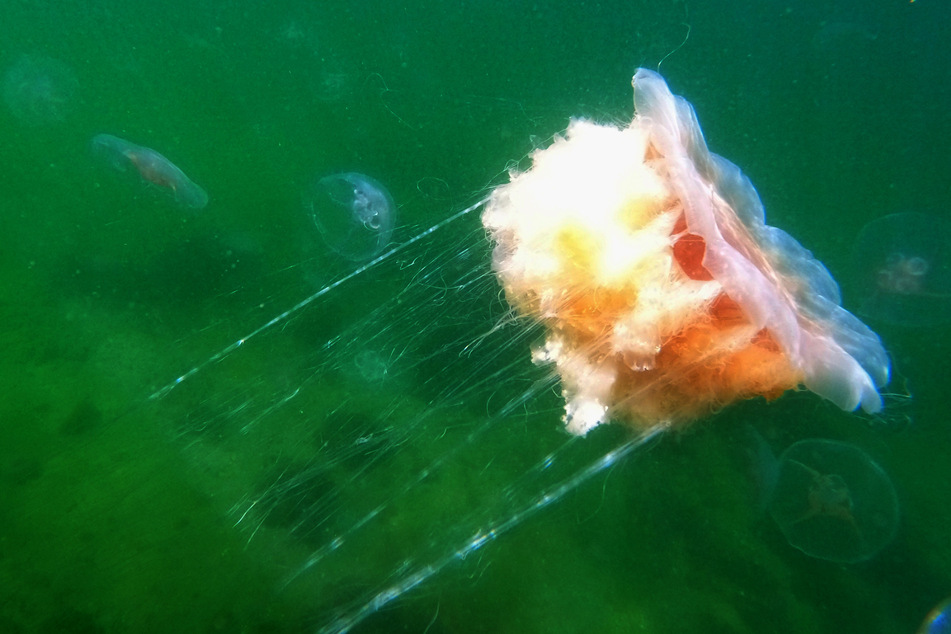 Am vergangenen Wochenende sind Hunderte Badegäste in der Ostsee vor Scharbeutz von Feuerquallen verletzt worden. (Archivfoto)