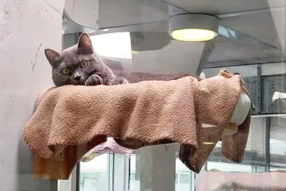 La dulce gatita con ataxia busca un hogar amoroso para siempre.