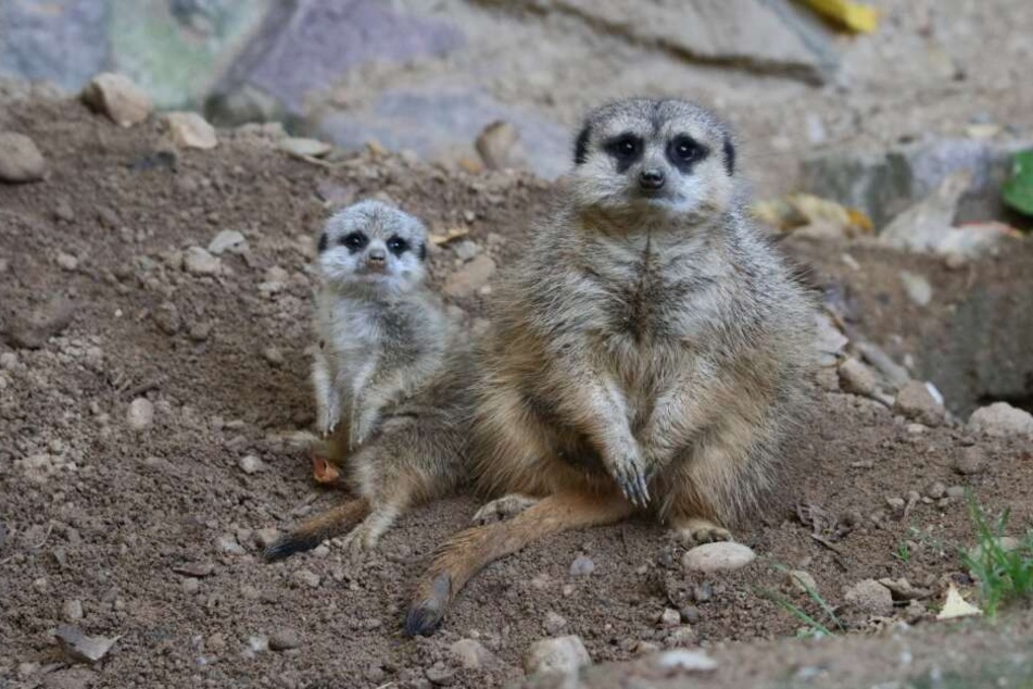 Tierischer Nachwuchs im Chemnitzer Tierpark. Die Erdmännchen haben erstmalig ein Jungtier zur Welt gebracht.