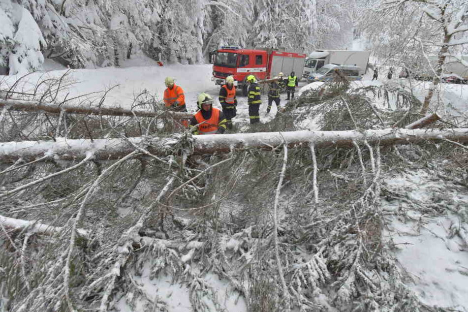 Die Feuerwehr versucht einen umgestürzten Baum von einer Straße zu entfernen.