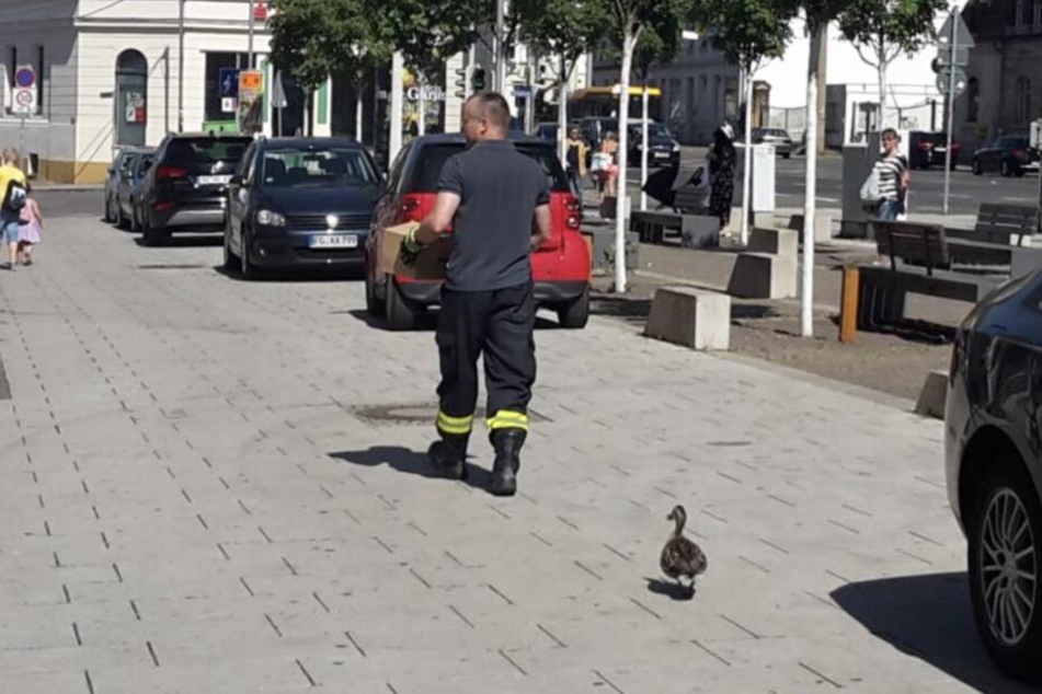 Unter den wachsamen Augen der Enten-Mama wurden ihre Küken ins nahe Wasser gebracht.