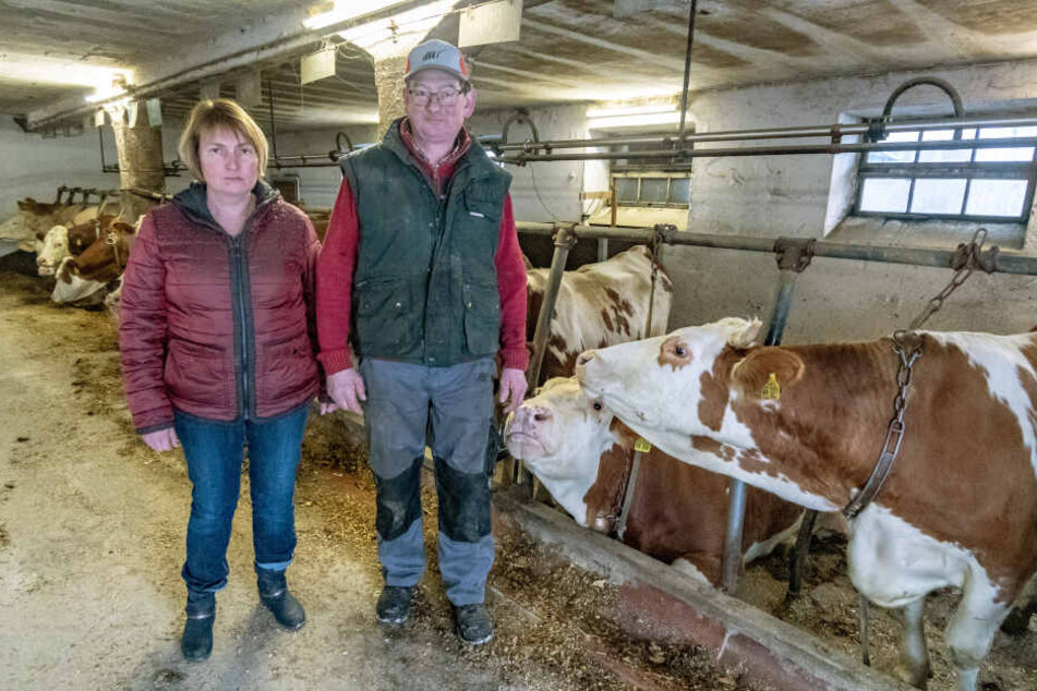 Die Landwirte Tanja und Josef Wiedenbeck, von deren Hof die Kuh entkam, nehmen den Rummel gelassen.