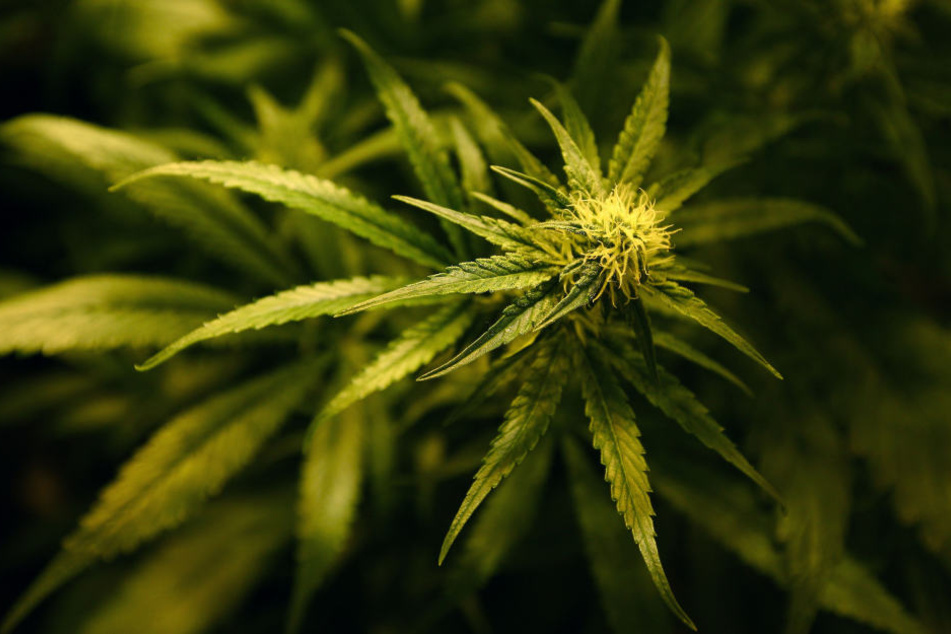 Die Cannabis-Pflanzen werden nun untersucht und anschließend fachmännisch entsorgt.