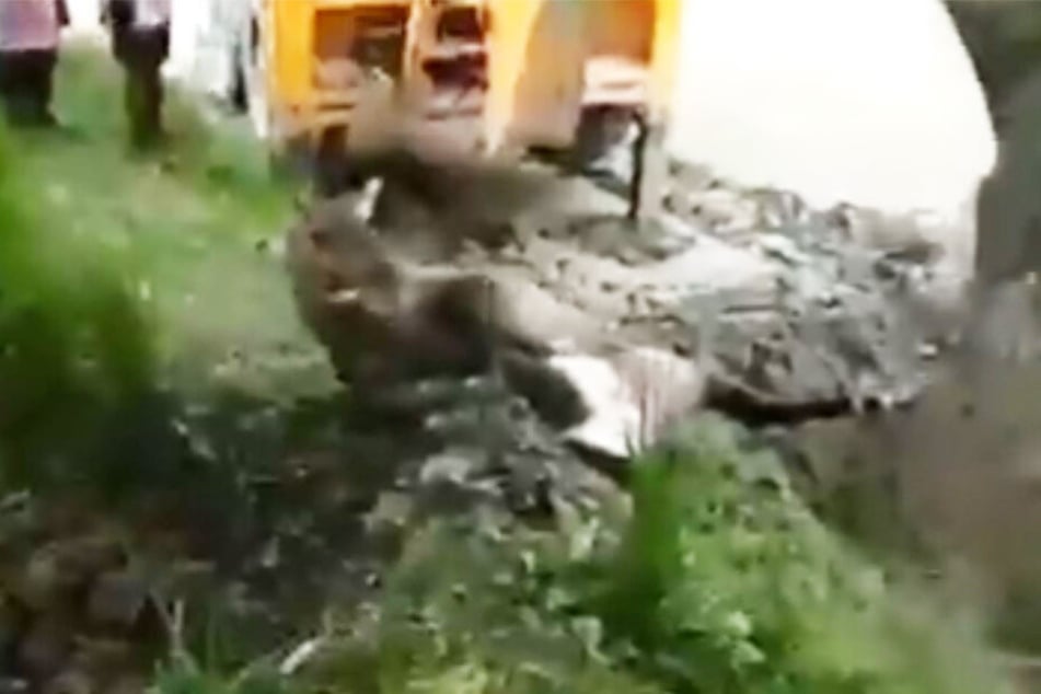 Mit einem Bagger wurde die Antilope in den Graben geschoben.